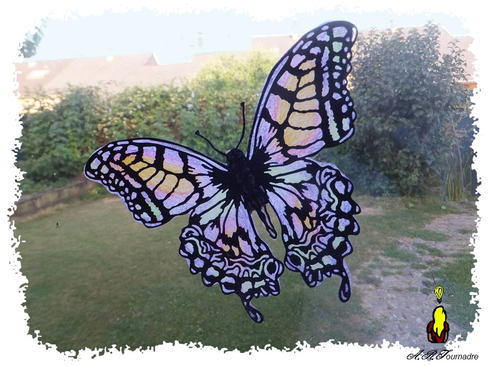 ART 2026 06 papillon & huile 1 papillon à l'huile